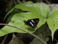 [Notocrypta paralysos]